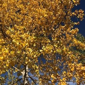 Meet your Posher, Daphne